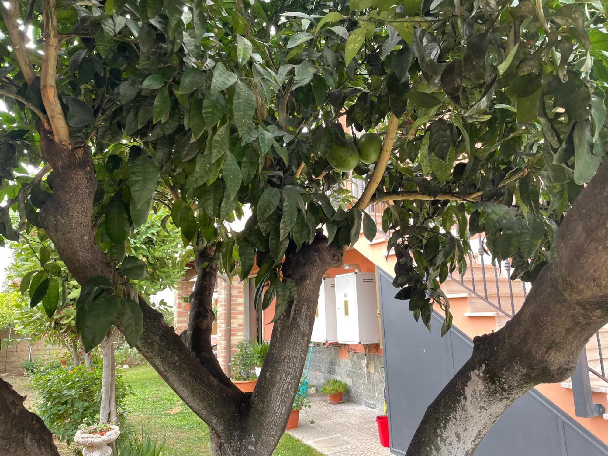 Un Sogno Nel Verde Acilia Exterior photo